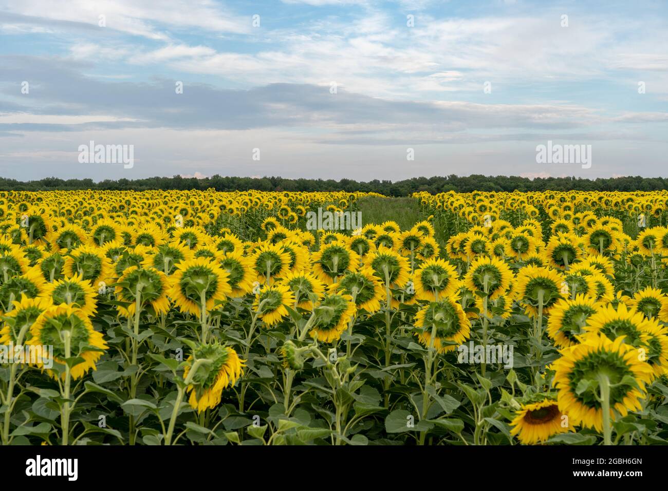 Beautiful sunflower field under a bright blue cloudy sky Stock Photo ...