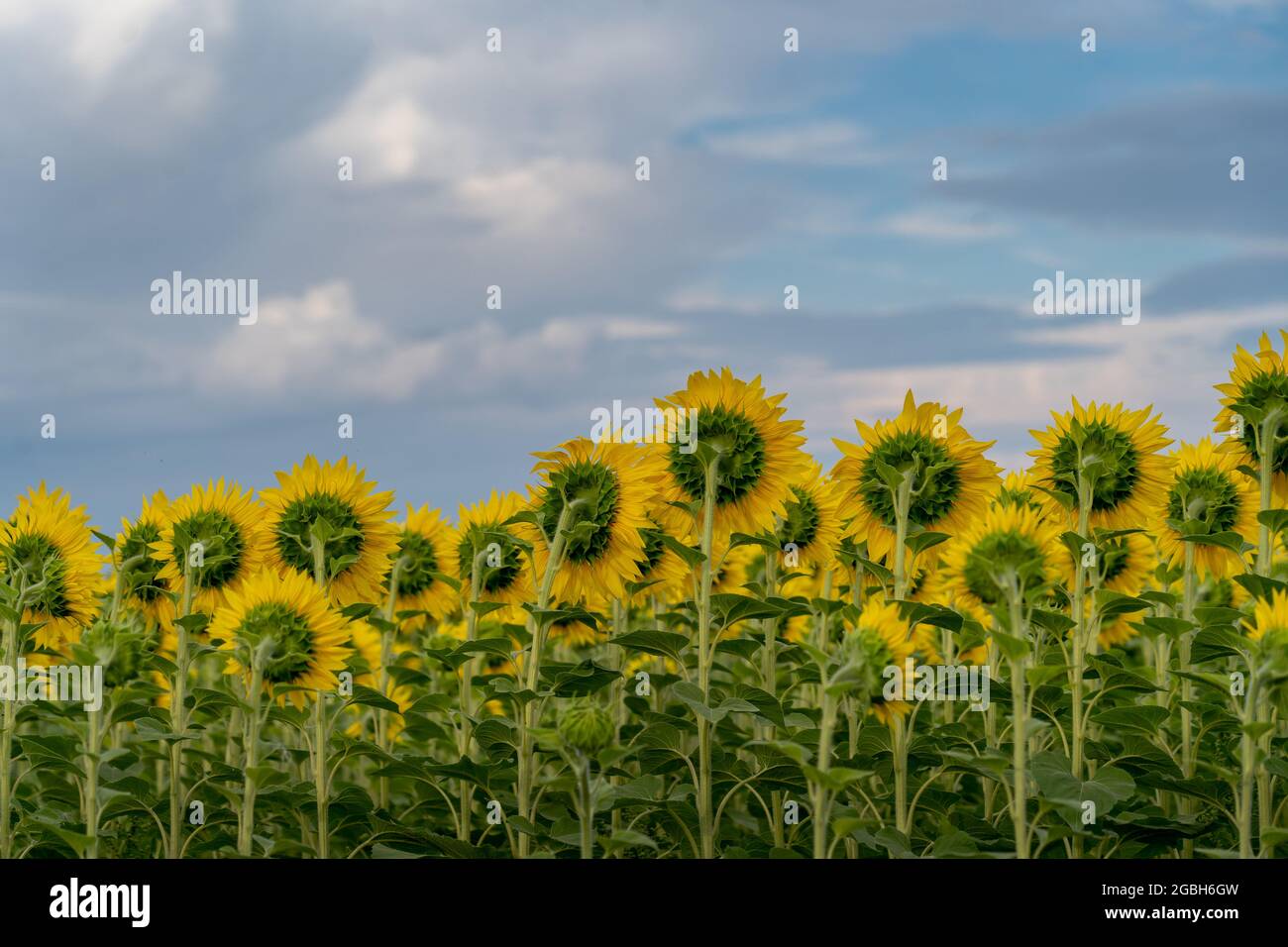 Beautiful sunflower field under a bright blue cloudy sky Stock Photo ...