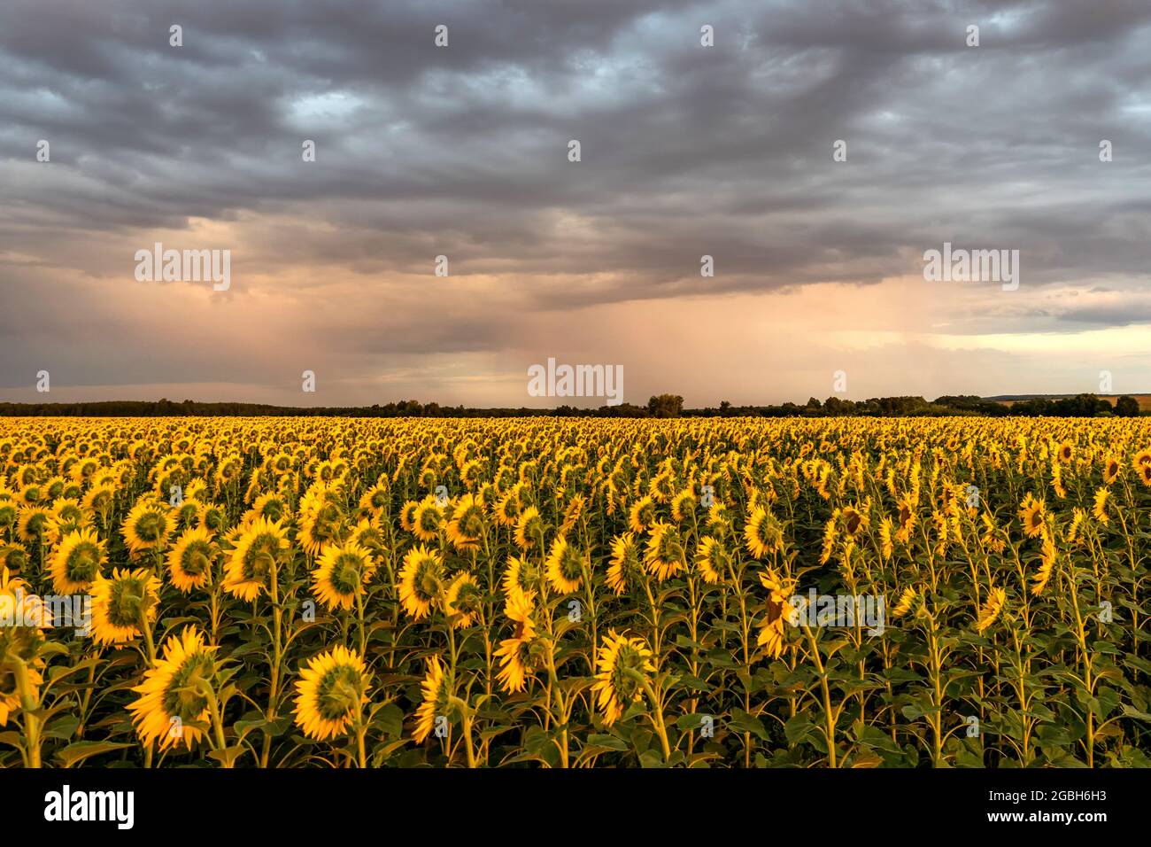 Beautiful sunflower field under a bright sunset sky Stock Photo - Alamy