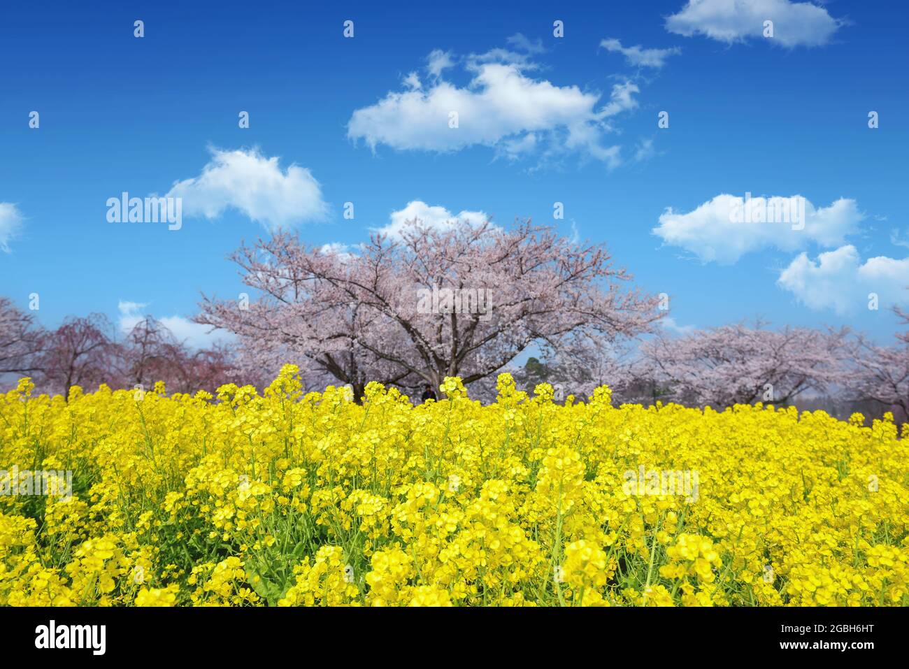 Cherry blossom trees and a meadow of yellow flowers in springtime, Tokyo, Honshu, Japan Stock Photo