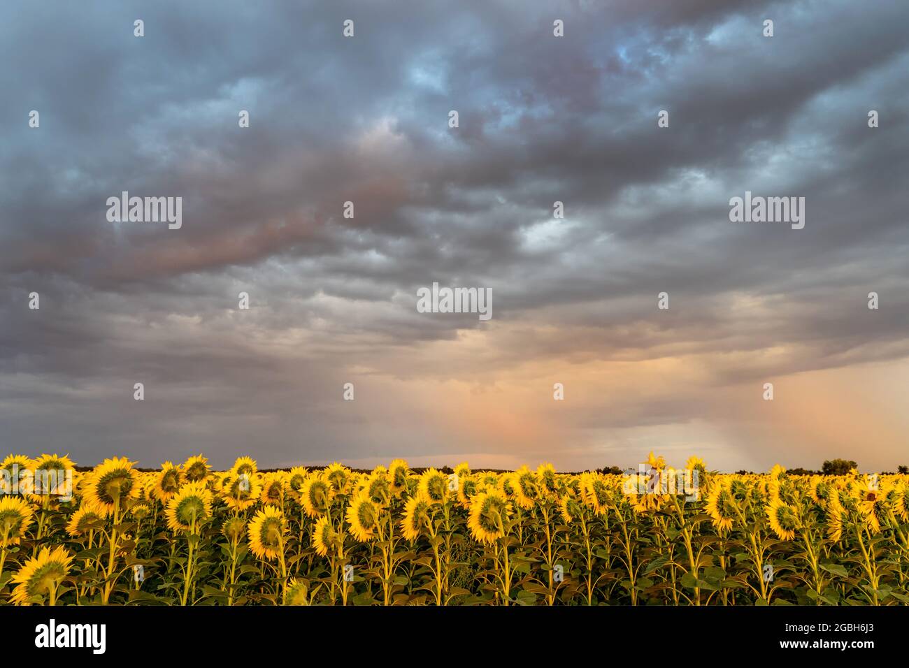 Beautiful sunflower field under a bright sunset sky Stock Photo - Alamy