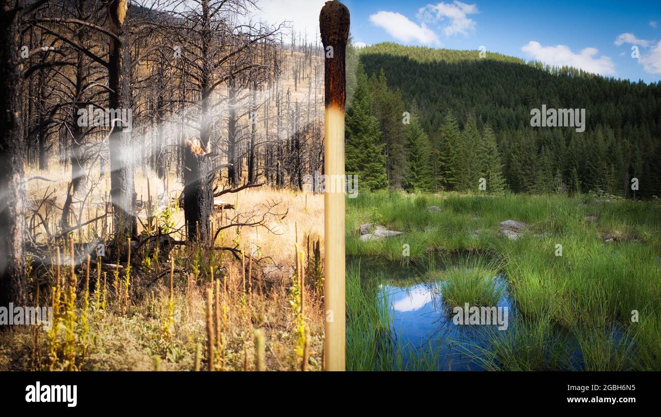 Burnt matchstick separating a fire ravaged forest from a lush forest landscape, California, USA Stock Photo