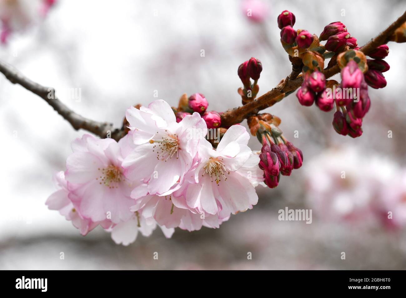 Photo of pink cherry flower blossom in spring season Stock Photo - Alamy