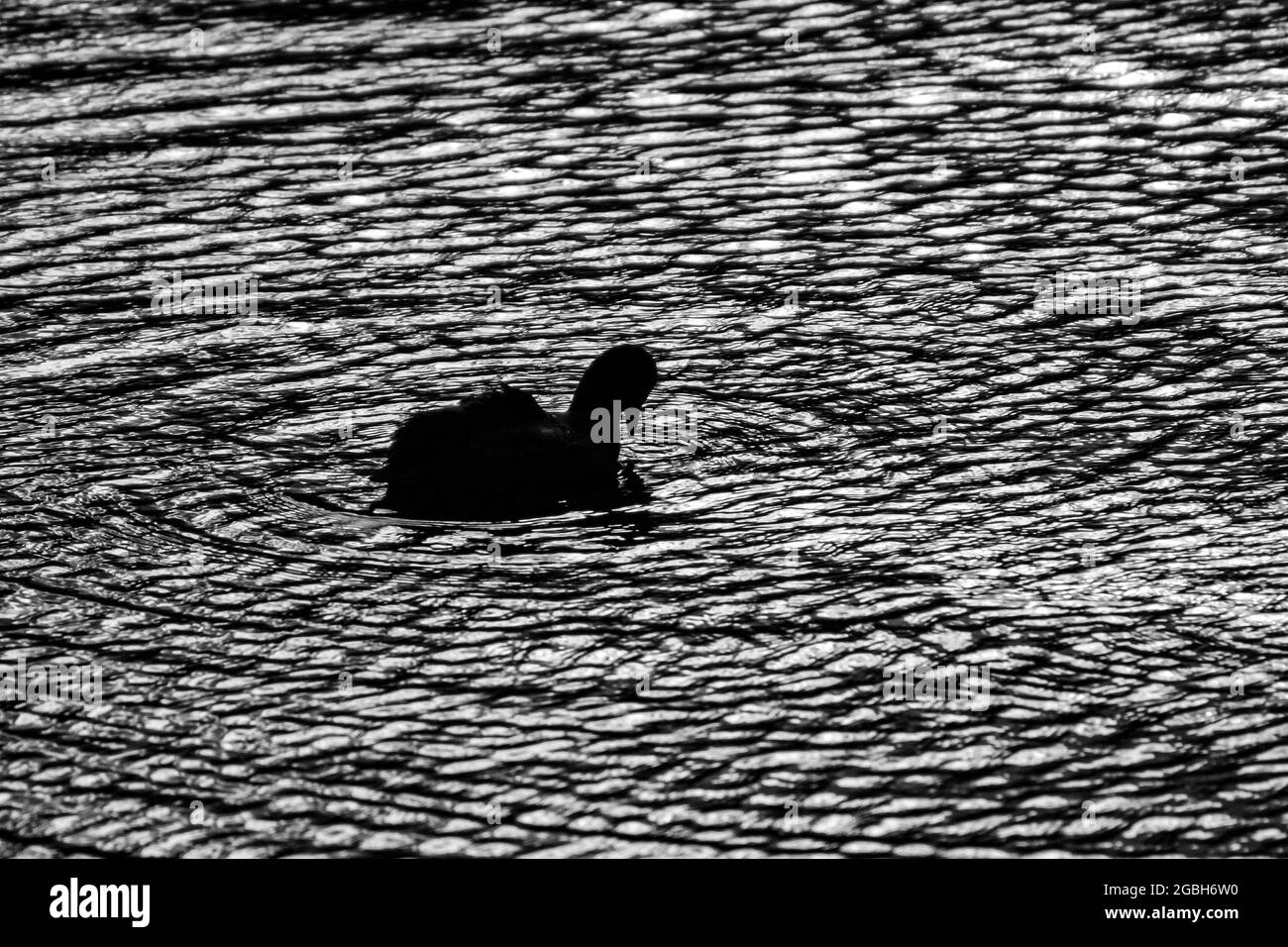 Eurasian Coot waterbird surrounded by eternal ripples in the water Stock Photo