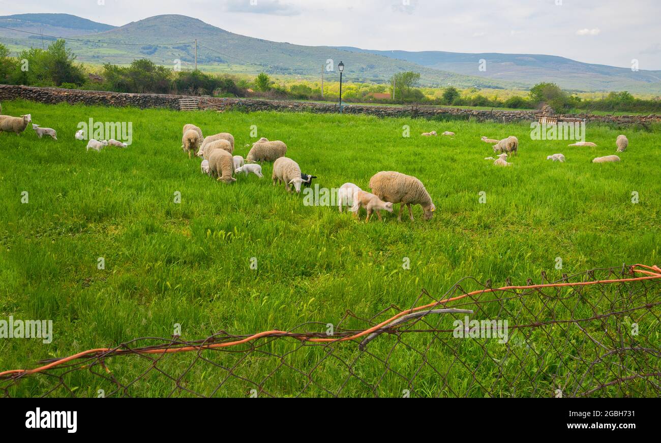 Flock of sheep in a meadow. Piñuecar, Madrid province, Spain. Stock Photo