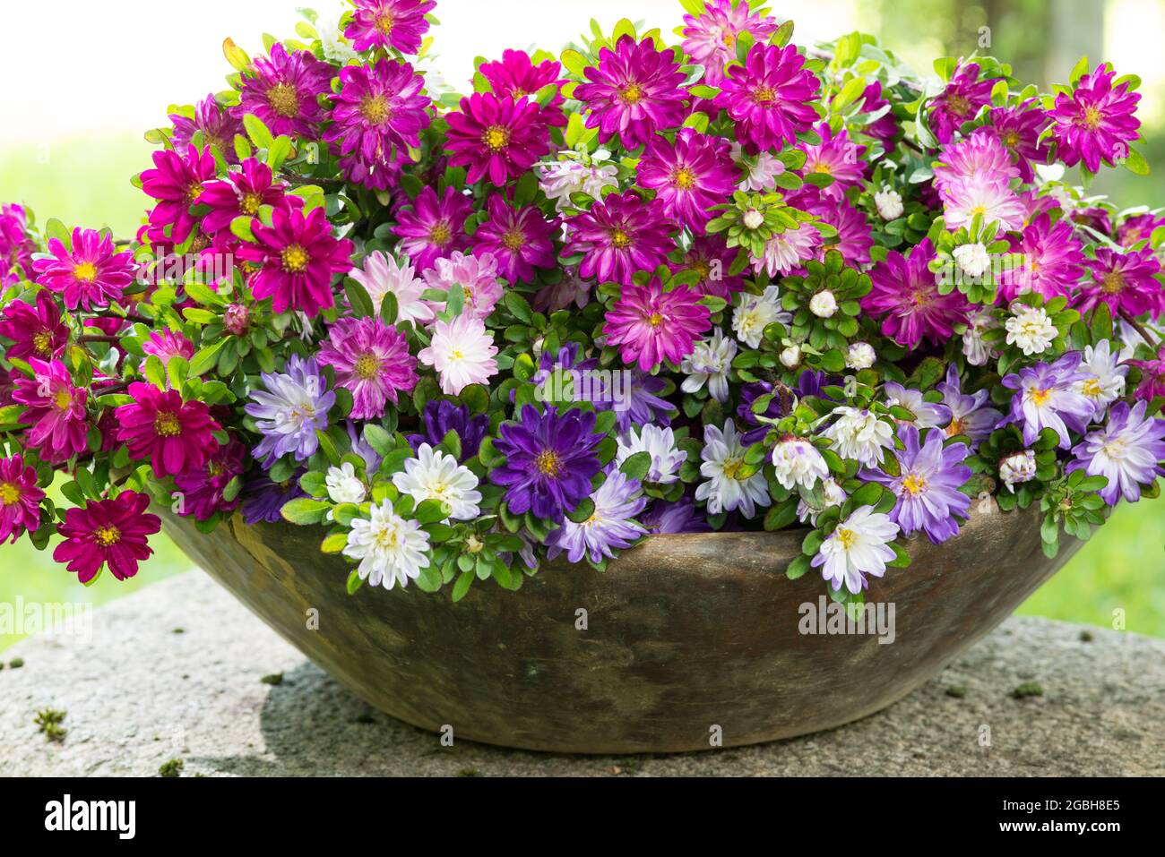botany, multi-coloured China aster in wooden bowl, Callistephus chinensis, FOR GREETING/POSTCARD-USE IN GERM.SPEAK.C CERTAIN RESTRICTIONS MAY APPLY Stock Photo