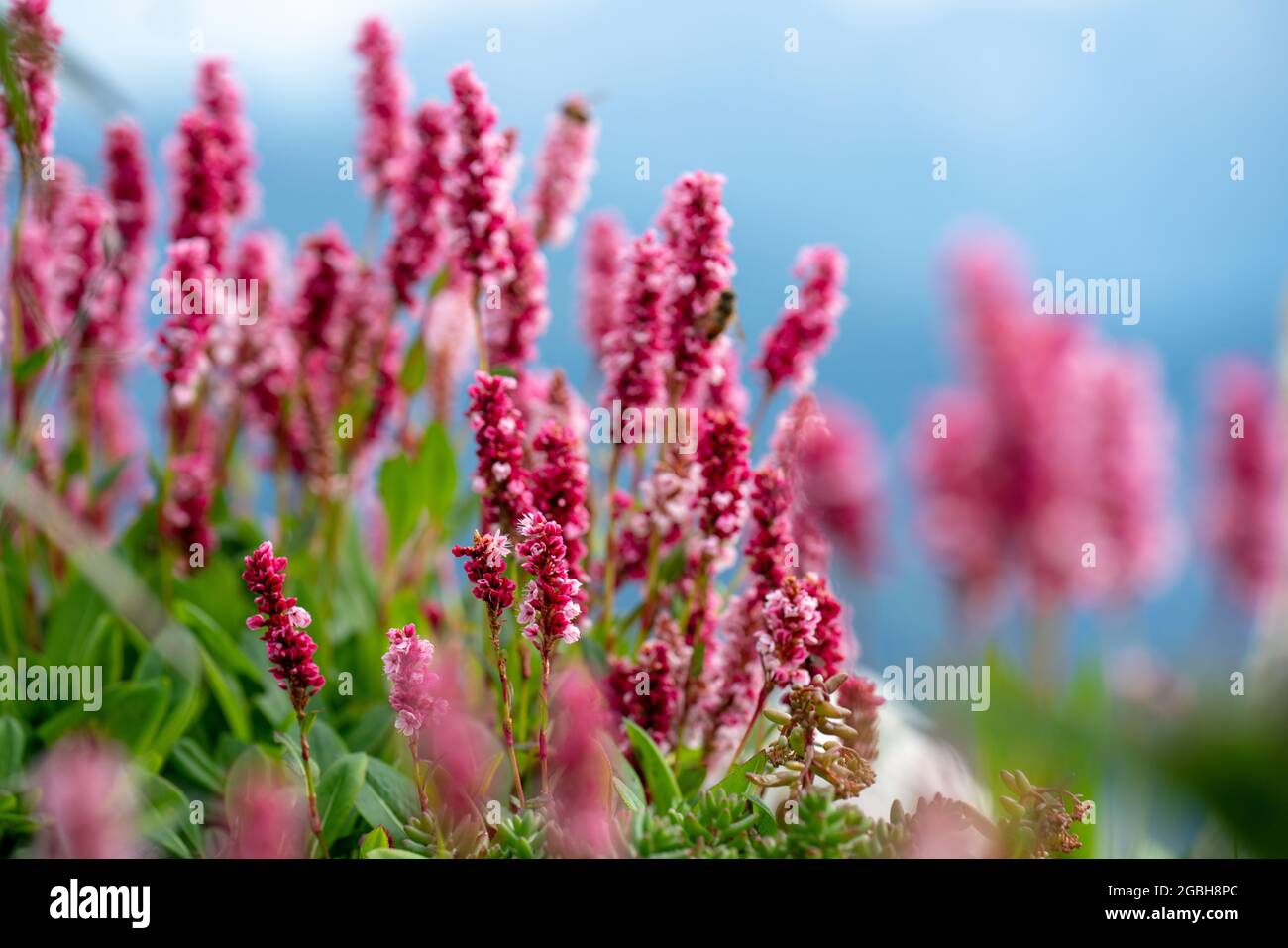 botany, blossom of the Himalayan fleece flower, Polygonum affine, FOR GREETING/POSTCARD-USE IN GERM.SPEAK.C CERTAIN RESTRICTIONS MAY APPLY Stock Photo