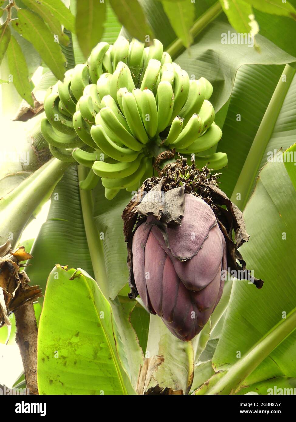 Banana tree in bloom Stock Photo Alamy