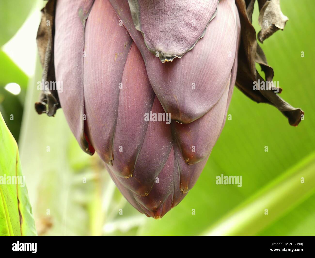 Banana tree in bloom Stock Photo Alamy