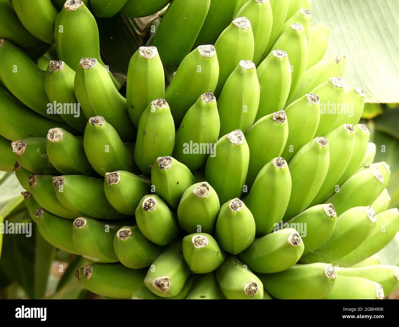 Banana tree in bloom Stock Photo Alamy