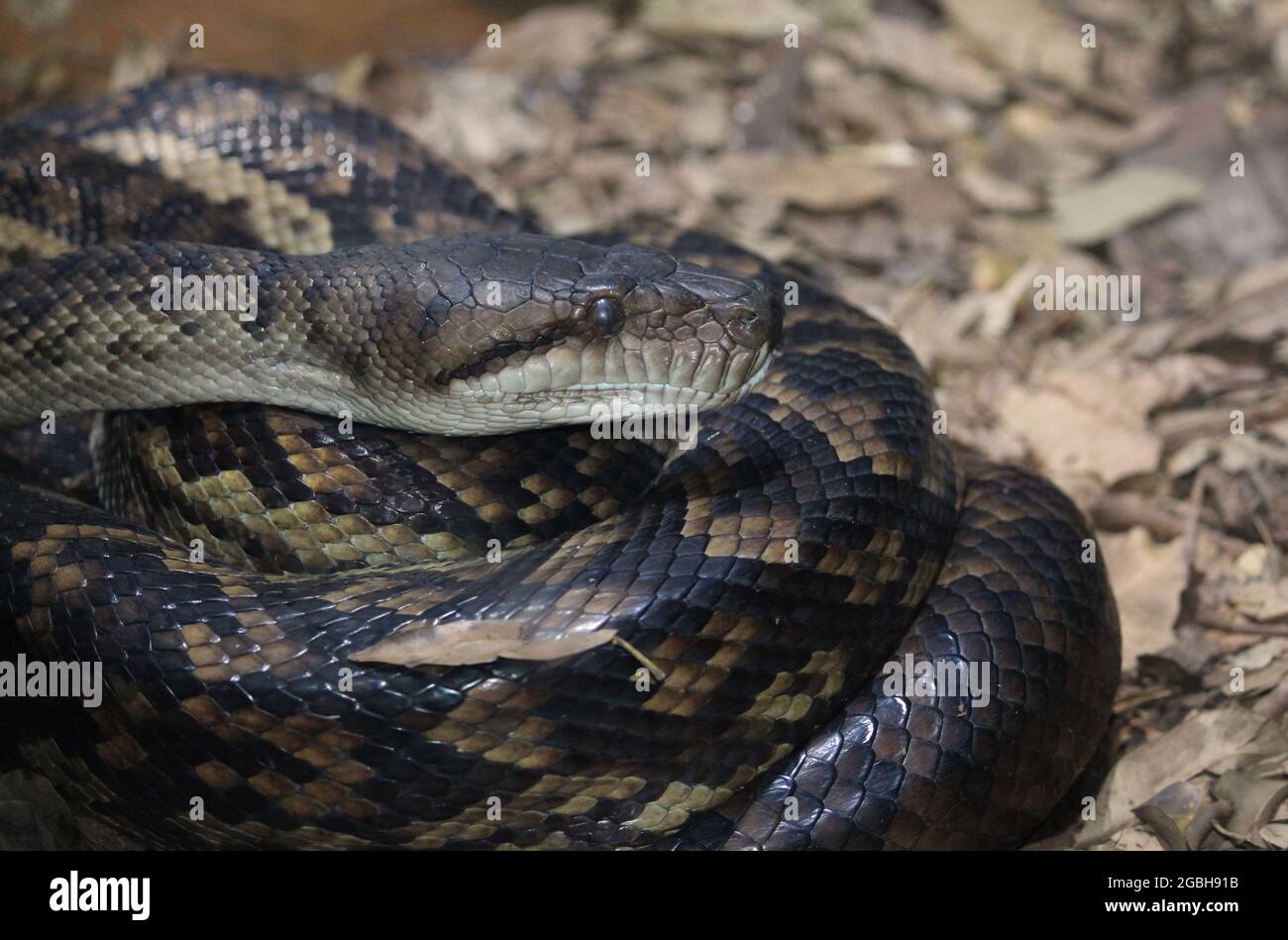 Australian Scrub Python High Resolution Stock Photography and Images ...