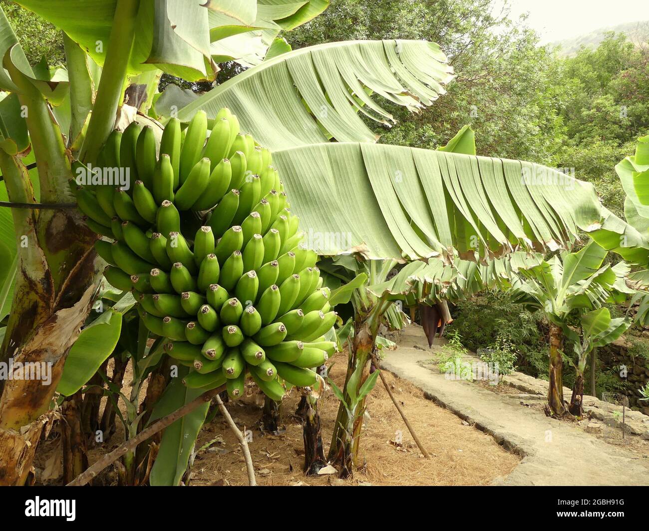 Banana tree in bloom Stock Photo Alamy