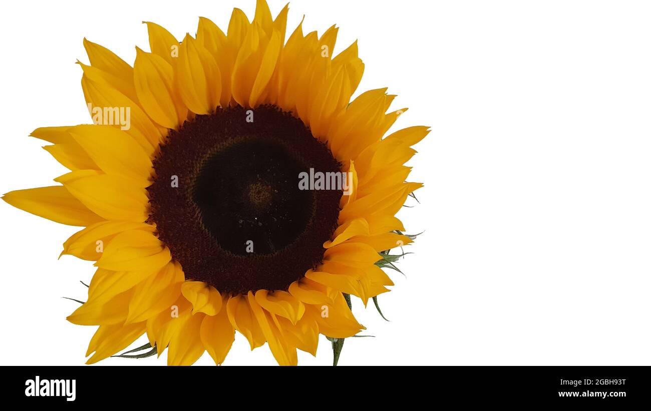 Sungflower in close up on white background with copy space Stock Photo ...