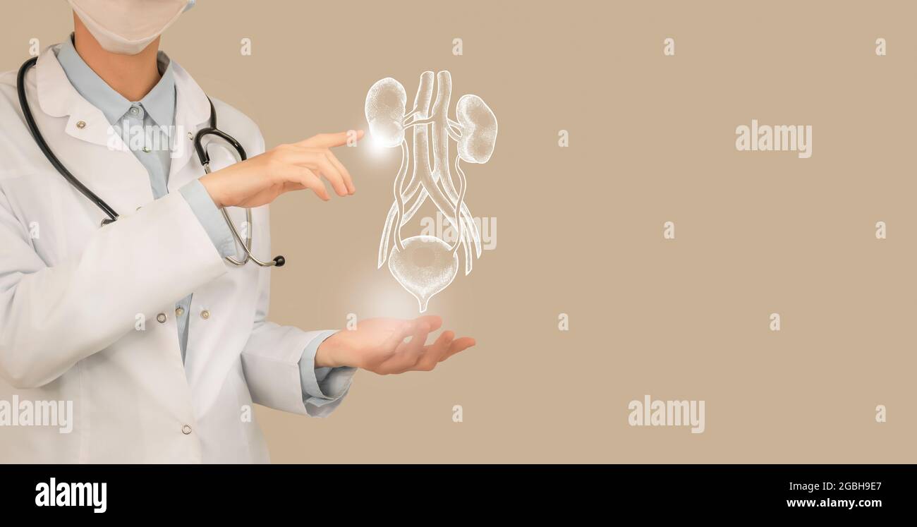 Female doctor holding virtual  Kidneys and Bladder in hand. Handrawn human organ, copy space on right side, beige color. Healthcare hospital service c Stock Photo