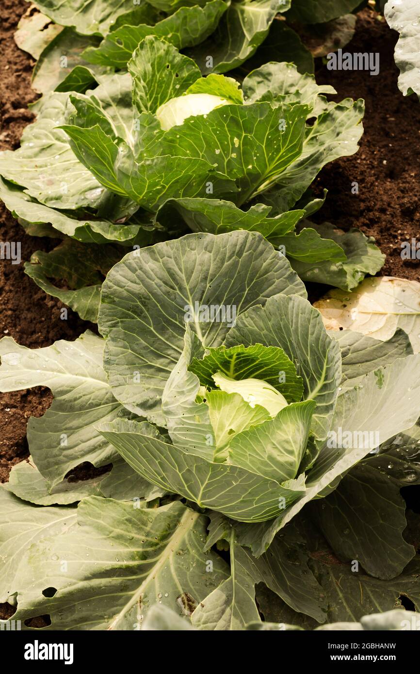 Row of green cabbages on rich brown soil in Ontario, Canada Stock Photo
