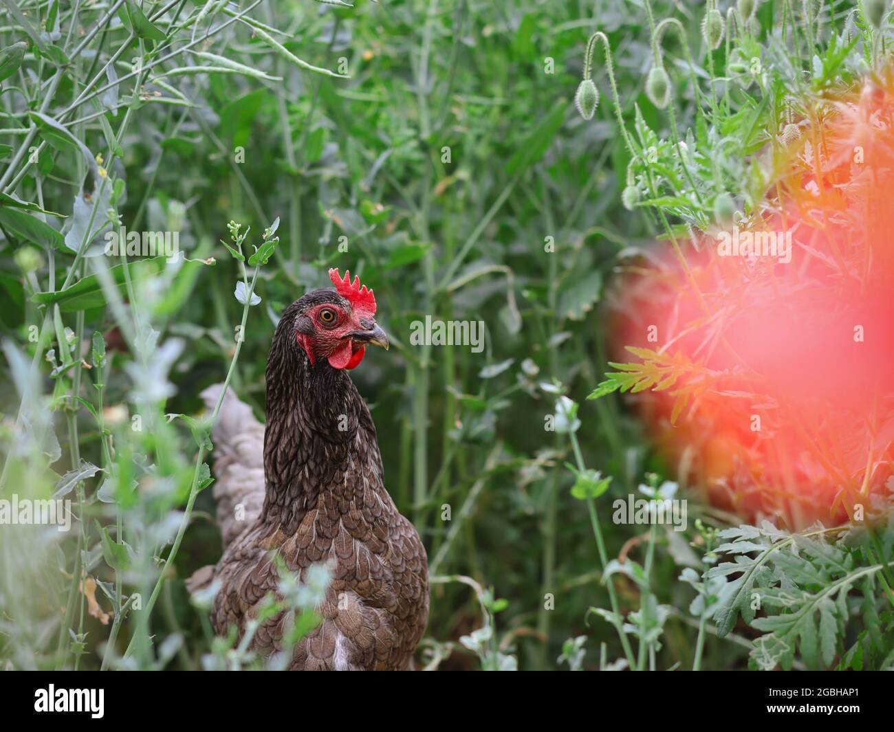 Portrait of Domesticated Hen in Field in Nature. Domestic Fowl Outside surrounded by Green Plant. Stock Photo