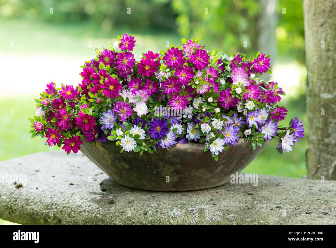 botany, multi-coloured China aster in wooden bowl, Callistephus chinensis, FOR GREETING/POSTCARD-USE IN GERM.SPEAK.C CERTAIN RESTRICTIONS MAY APPLY Stock Photo