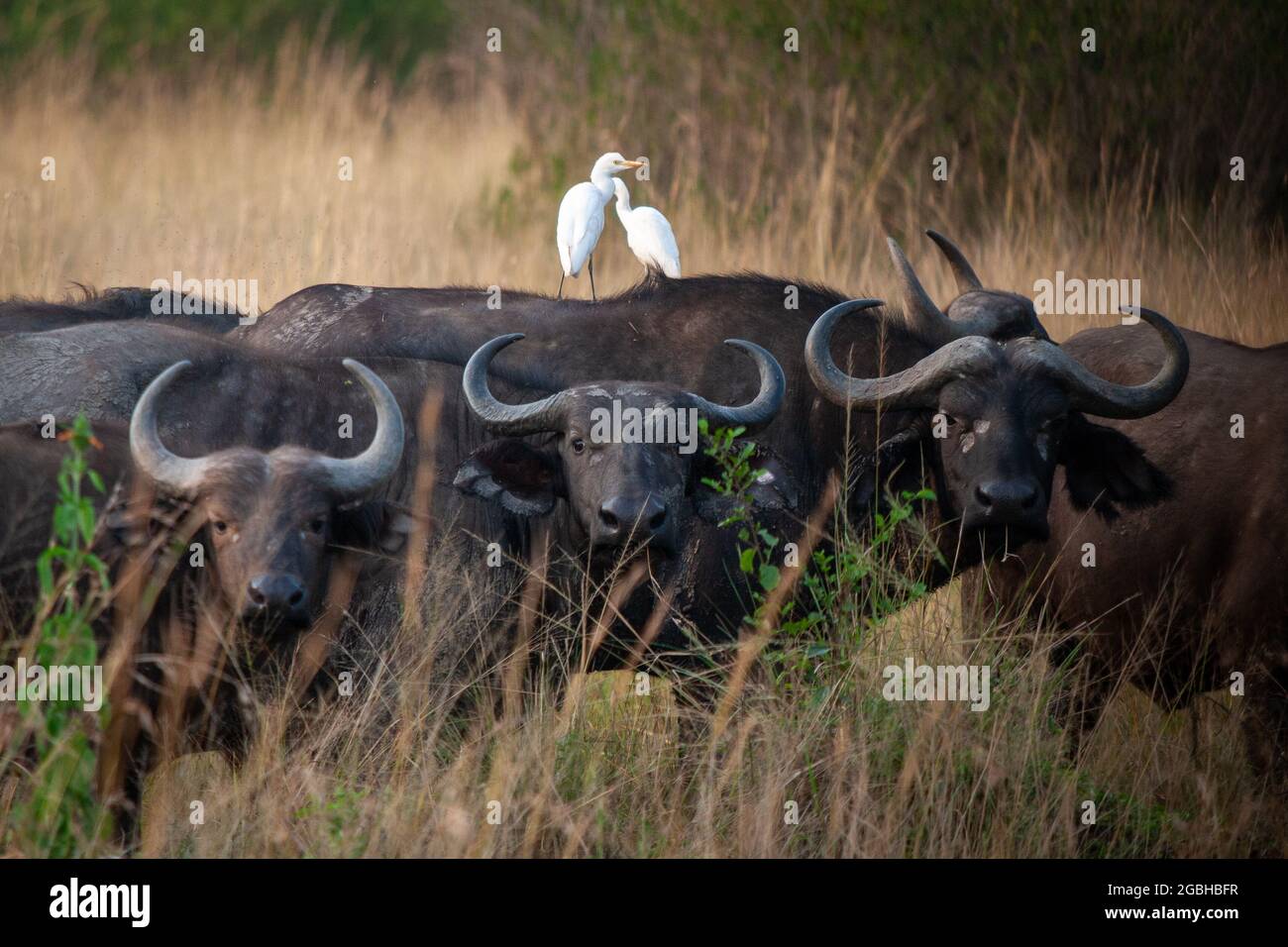 Queen Elizabeth Park, uganda - august 2008 - African buffalo with egret on back in Queen Elizabeth Park, Uganda Stock Photo