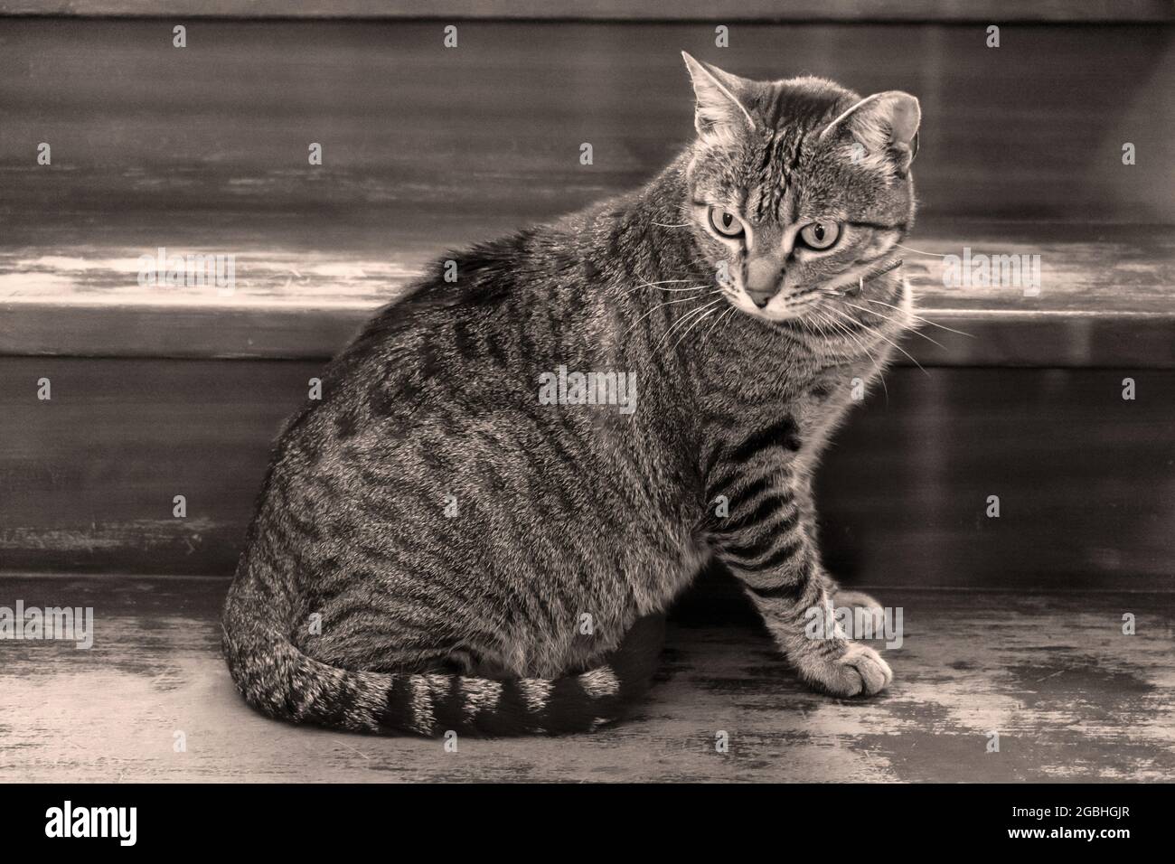 Gray cat sitting on an old step of the stairs Stock Photo - Alamy