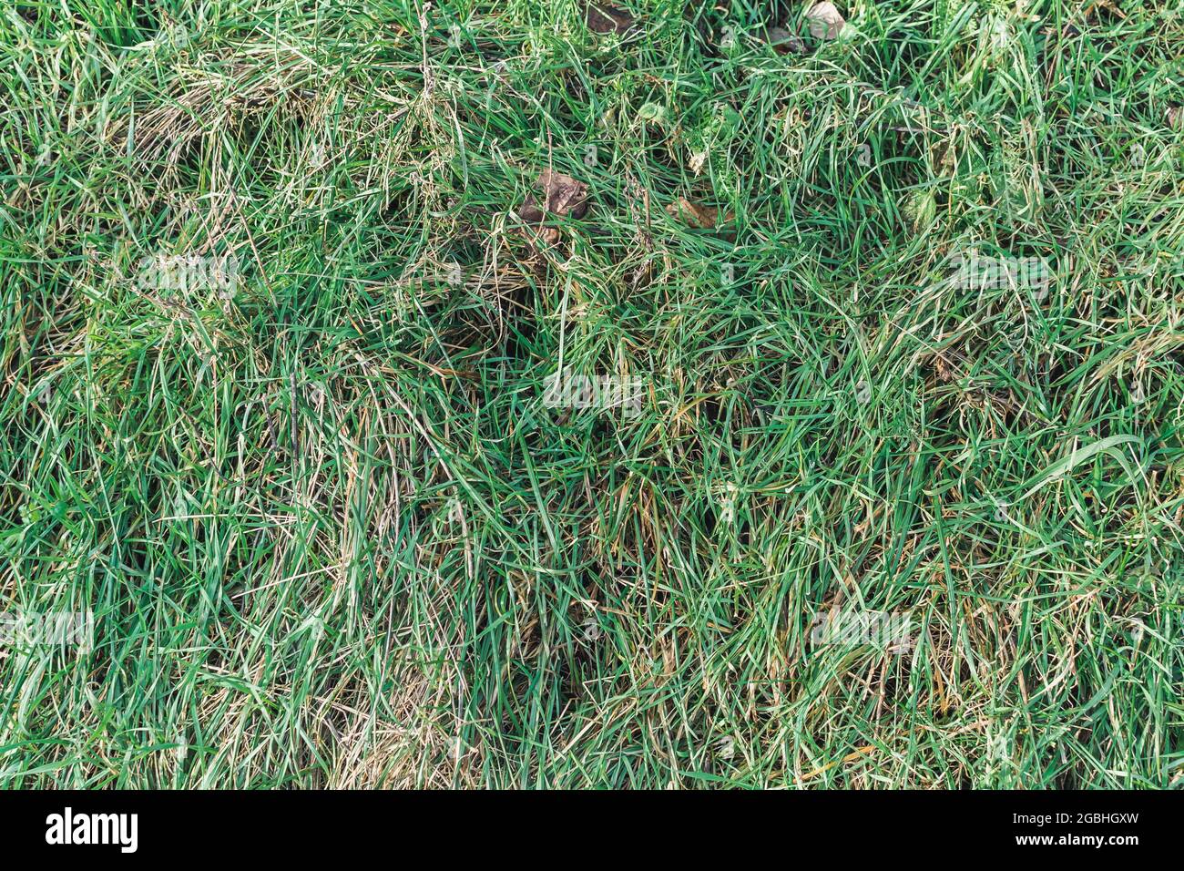 Top view of bermudagrass in the ground Stock Photo