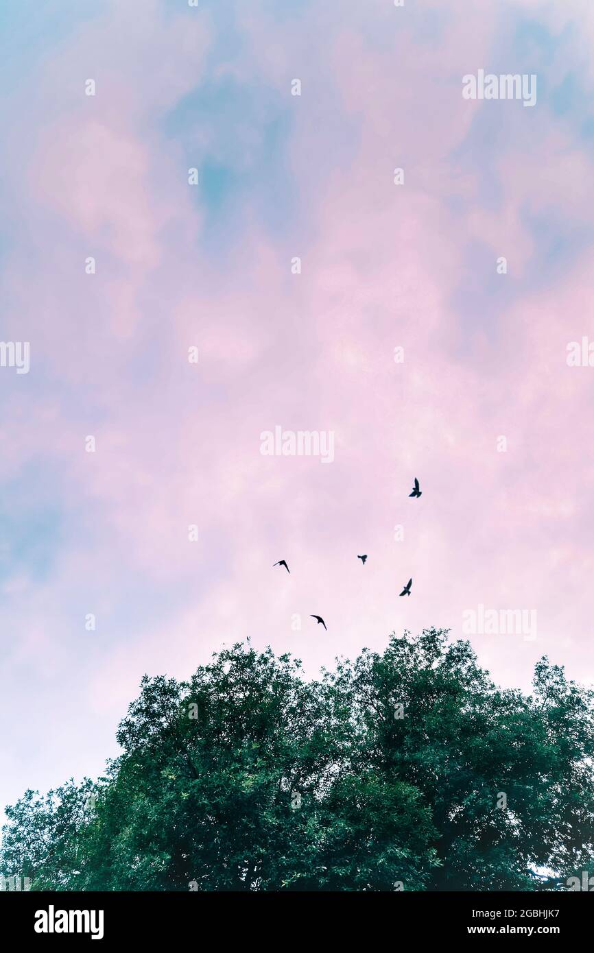 Upward shot of birds in sky circuling above a tree Stock Photo