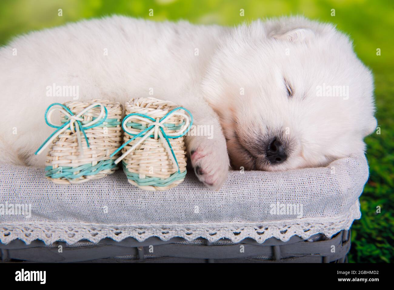 White fluffy small Samoyed puppy dog two weeks age in the basket with small boots on green grass background Stock Photo