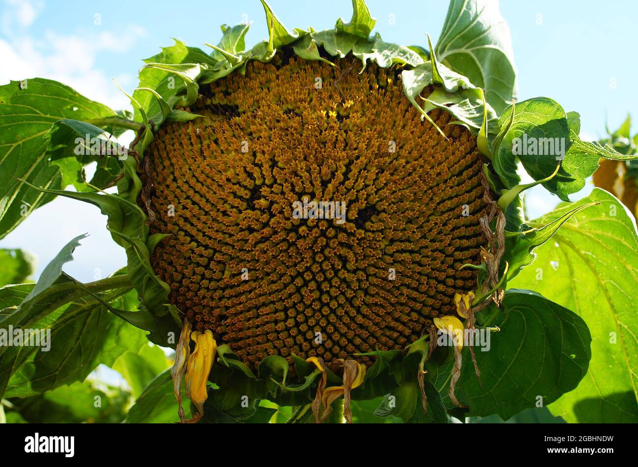 Ripening receptacle of a sunflower Stock Photo - Alamy