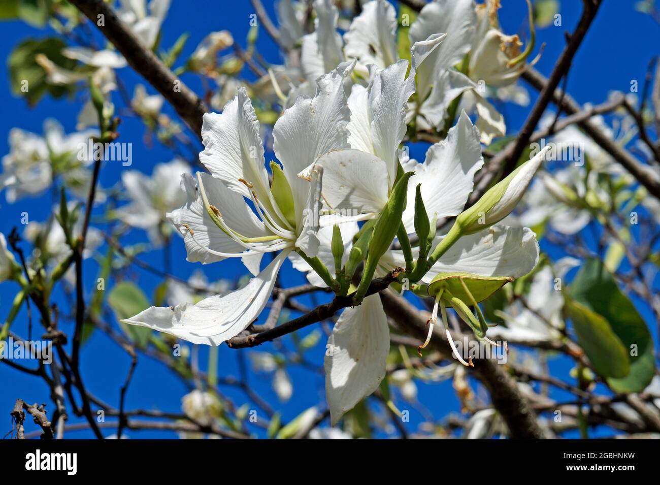 White orchid tree flowers (Bauhinia variegata alba Stock Photo - Alamy