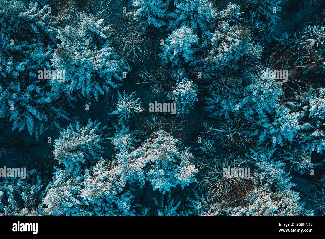 Pine forest in winter with lots of snow hi-res stock photography and ...