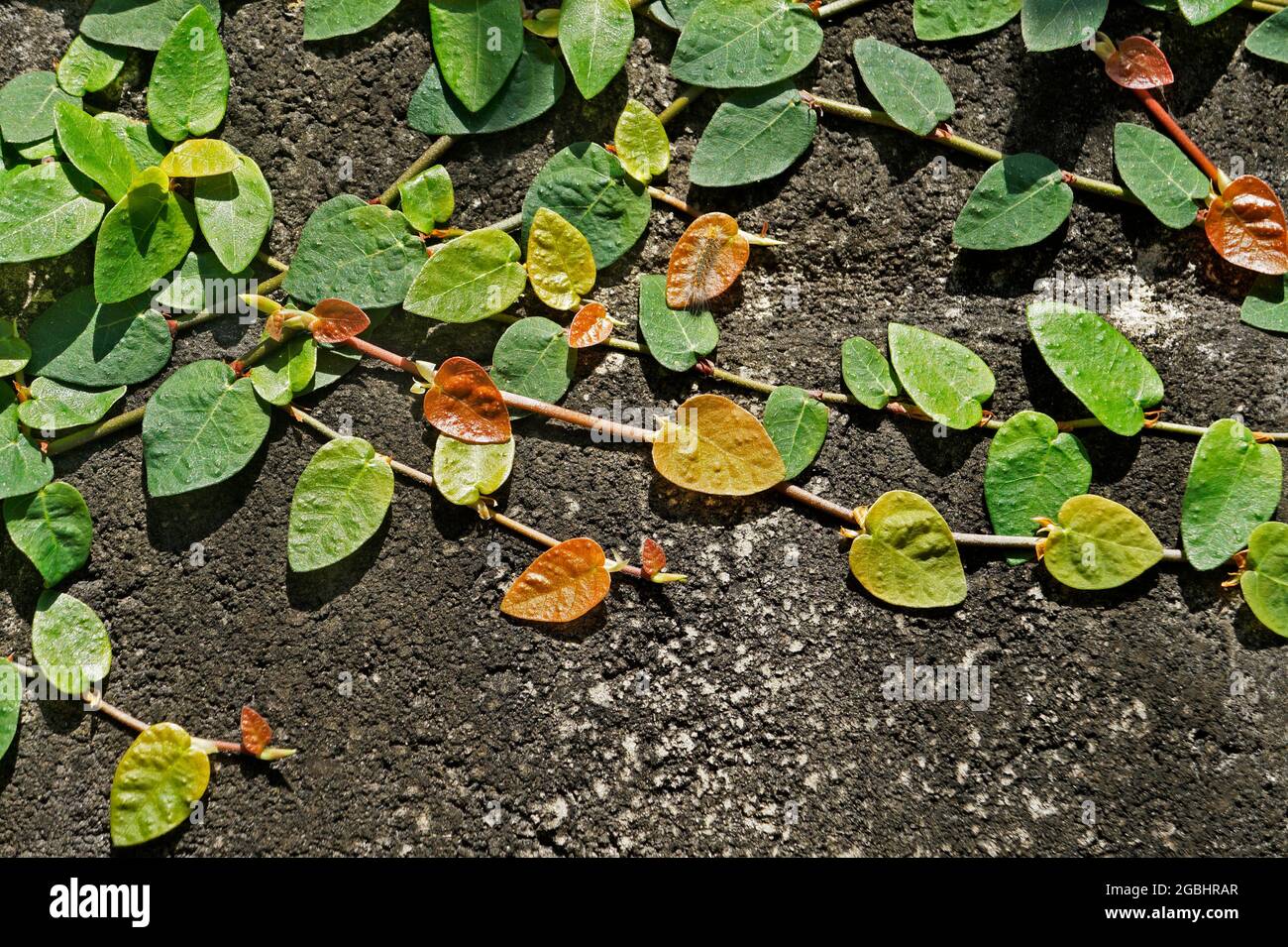 Creeping fig or climbing fig (Ficus pumila Stock Photo Alamy