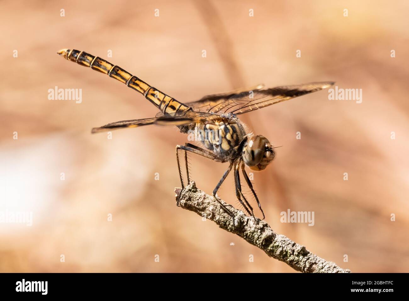 Brachythemis leucosticta or brachythemis impartita A brown striped dragonfly perched on top of a wooden pole Stock Photo