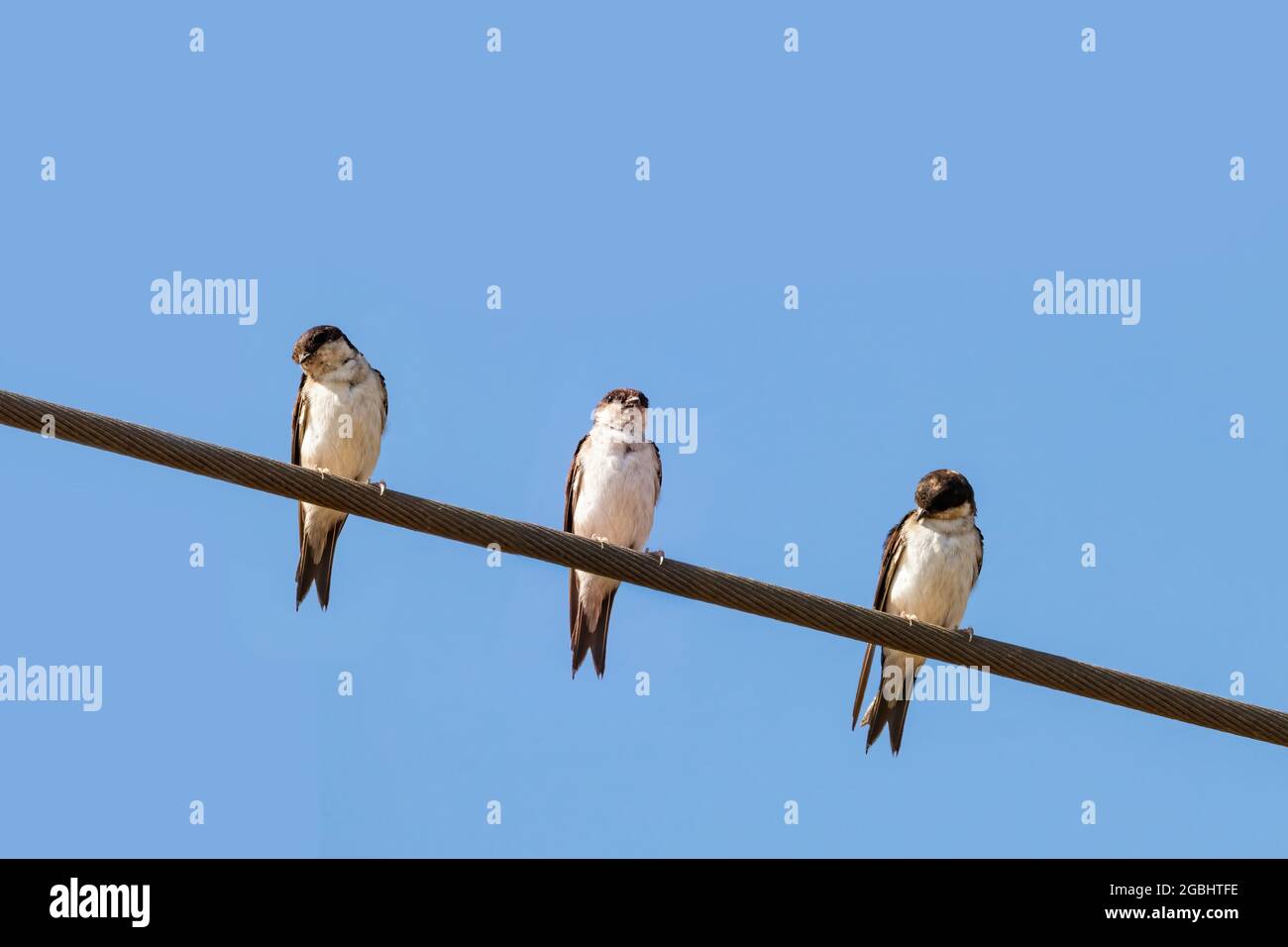 Wire perched hires stock photography and images Alamy