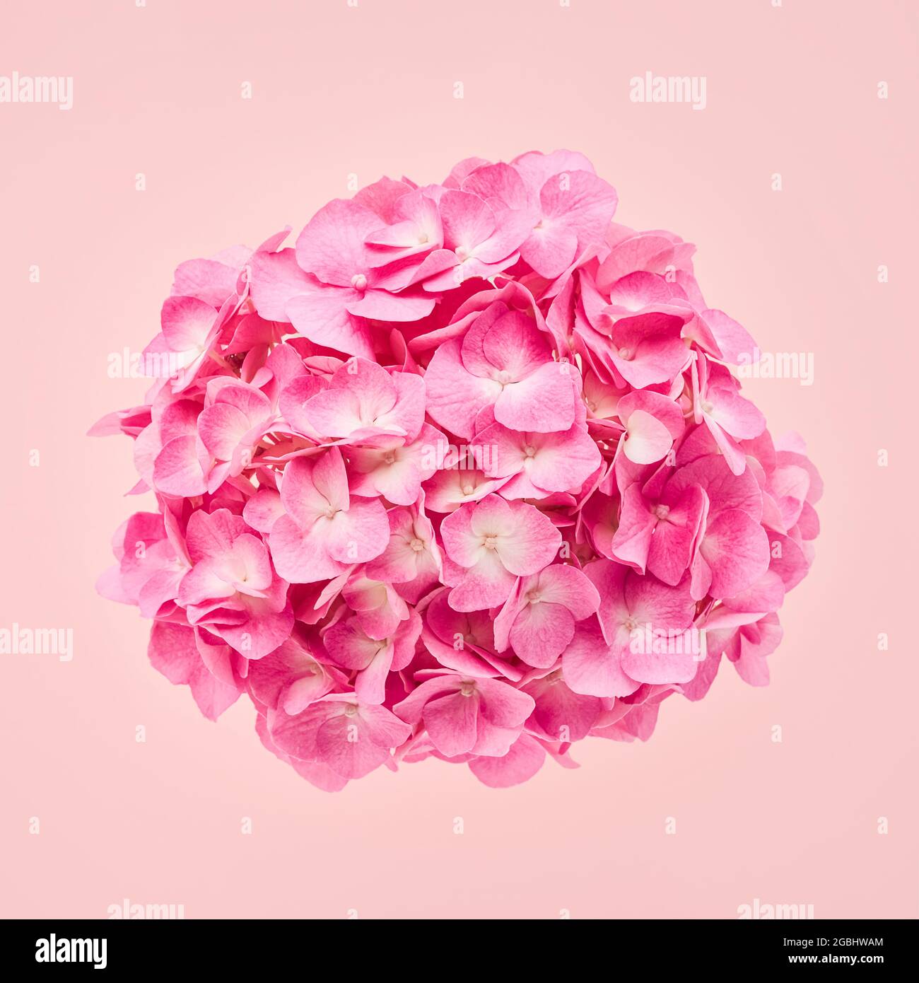 Pink hortensia or hydrangea flower on a pink background. Mothers Day, Valentine's Day, bachelorette, summer concept. Copy space, top view. Stock Photo