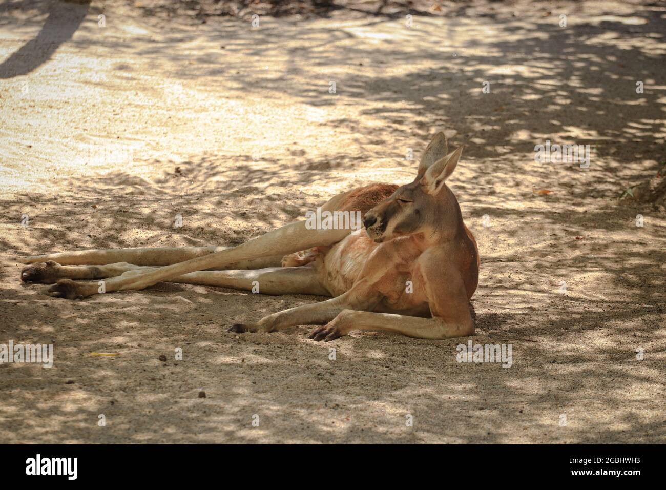 Big red kangaroo resting under the shade of a tree Stock Photo