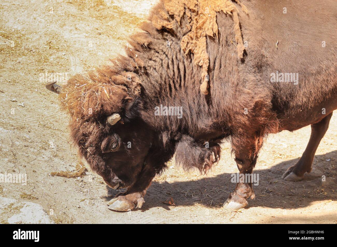 American bison on a prairie Stock Photo