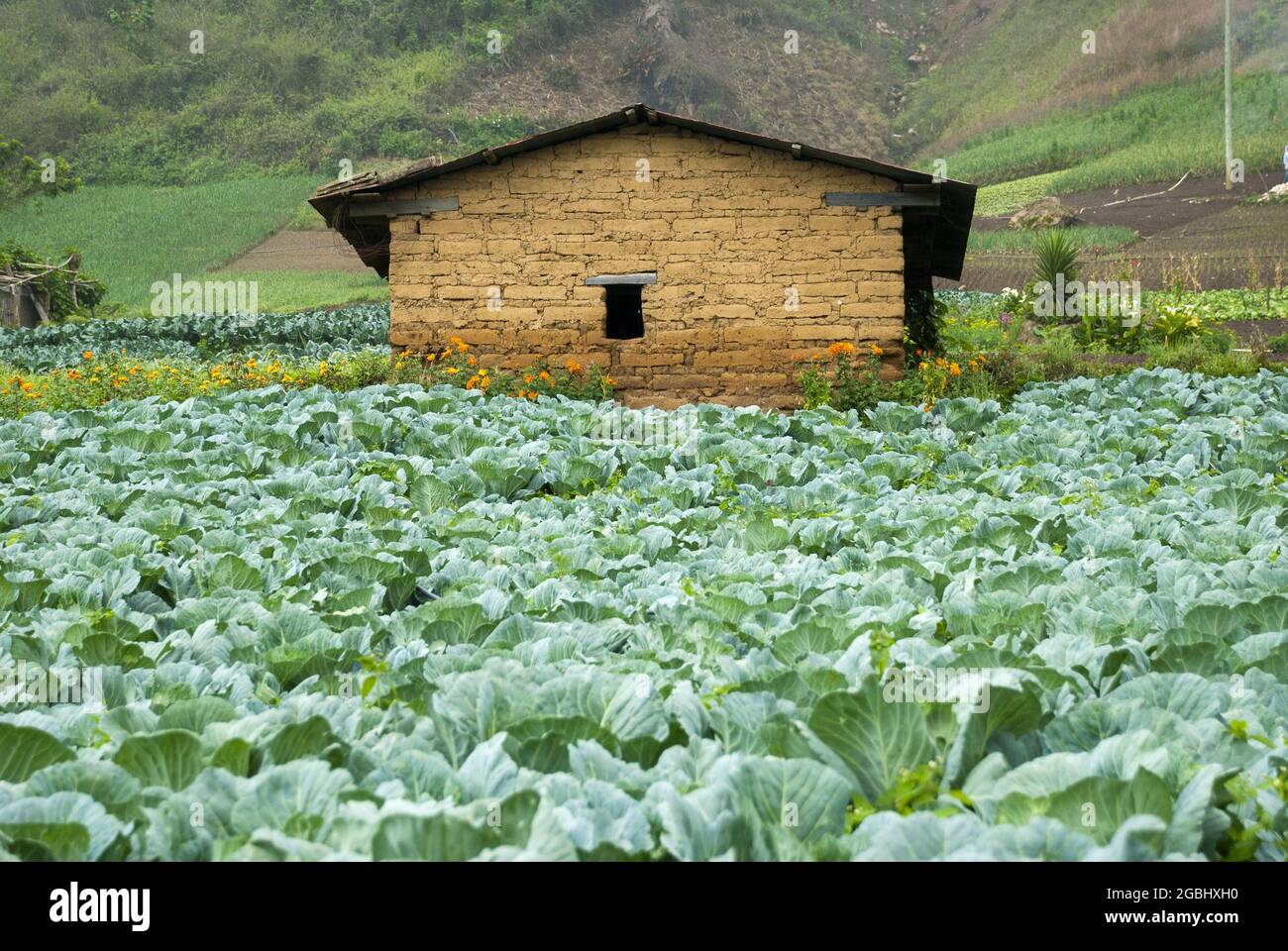 Farmhouse and vegetable fields Stock Photo