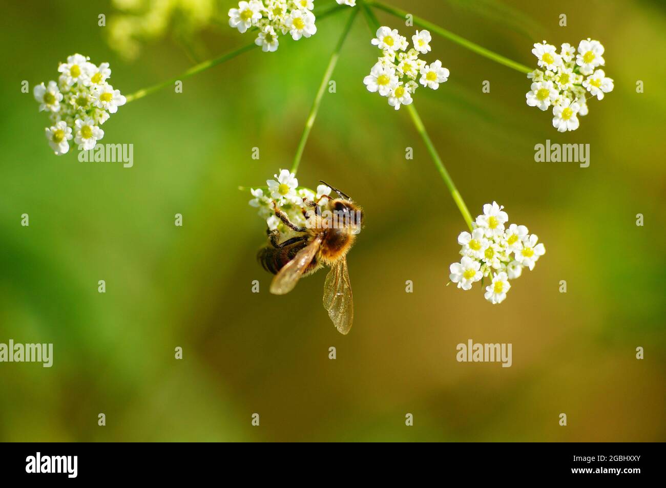 Honey bee on the blossom of poison hemlock Stock Photo