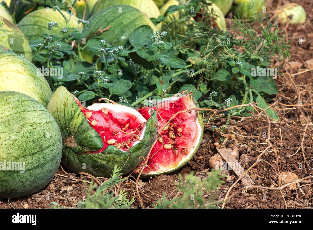 Seedless watermelons hires stock photography and images Alamy