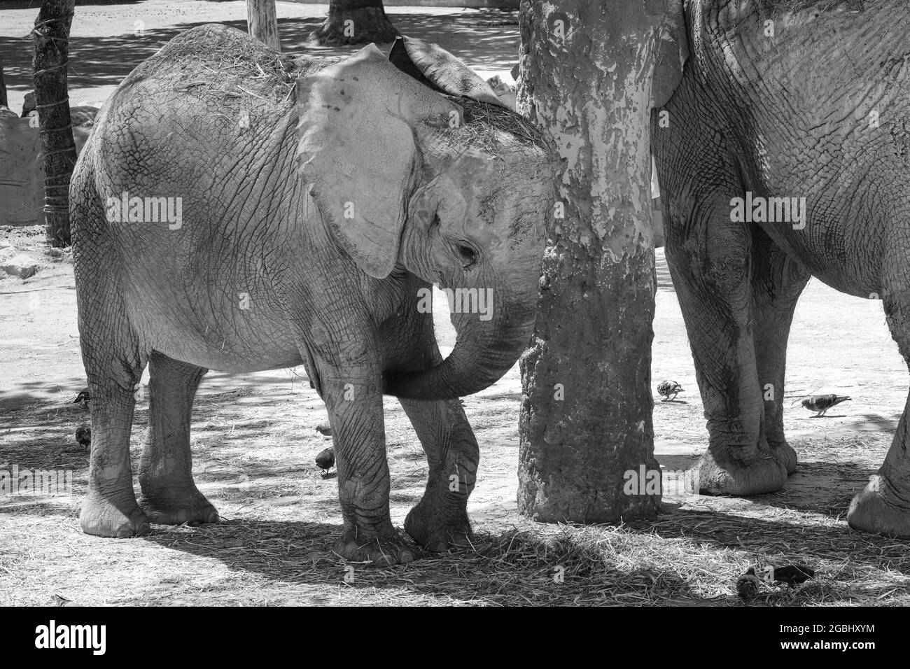 Bull elephant Black and White Stock Photos & Images Alamy