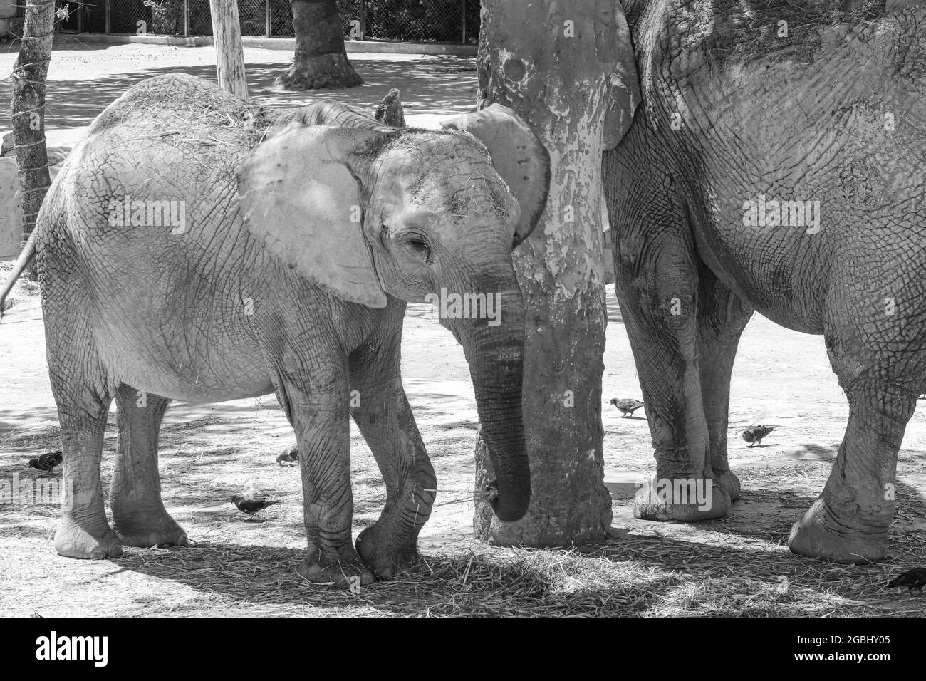 Young elephant trunk in Black and White Stock Photos Images Alamy