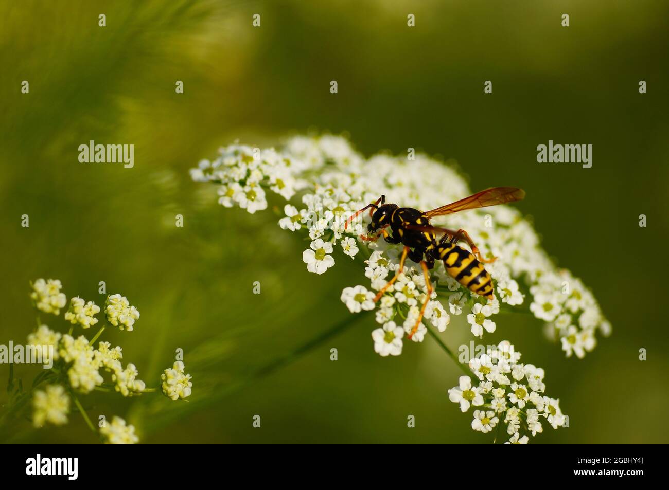 A paper wasp on blossom of poison hemlock Stock Photo
