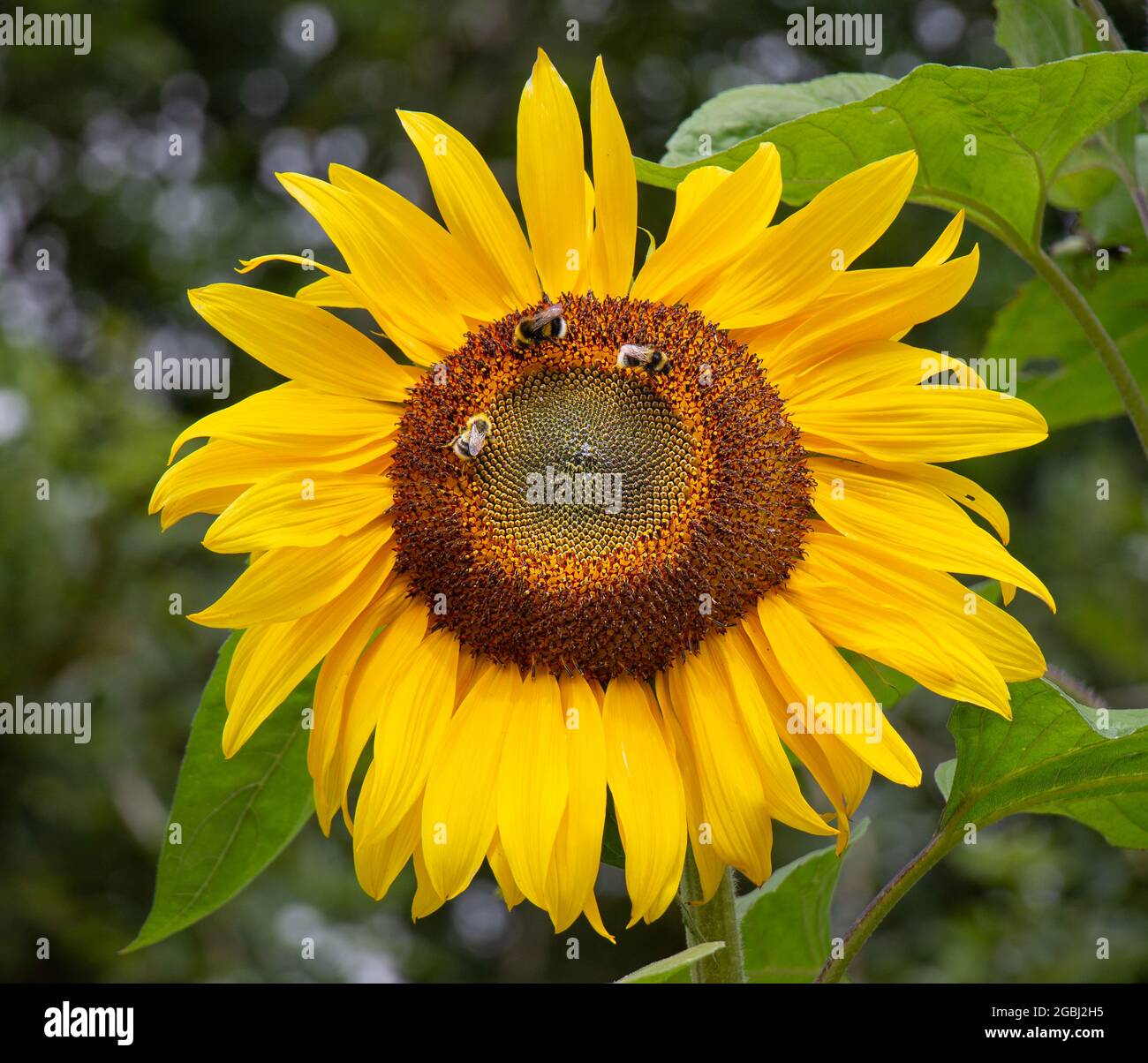 Bumblebee feeding on nectar from a sunflower plant. Stock Photo