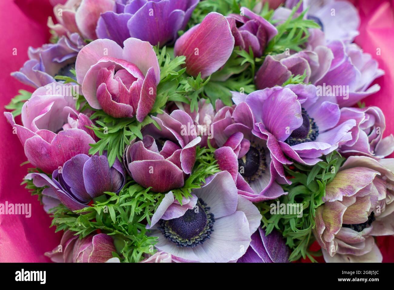 botany, bouqet of anemones, Anemone coronaria, FOR GREETING/POSTCARD-USE IN GERM.SPEAK.C CERTAIN RESTRICTIONS MAY APPLY Stock Photo