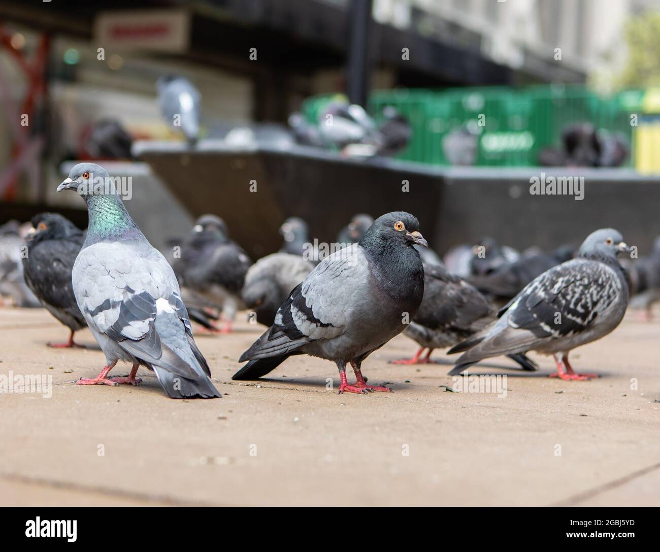 Group Pigeons On City Hi res Stock Photography And Images Alamy group-pigeons-on-city-hi-res-stock-photography-and-images-alamy