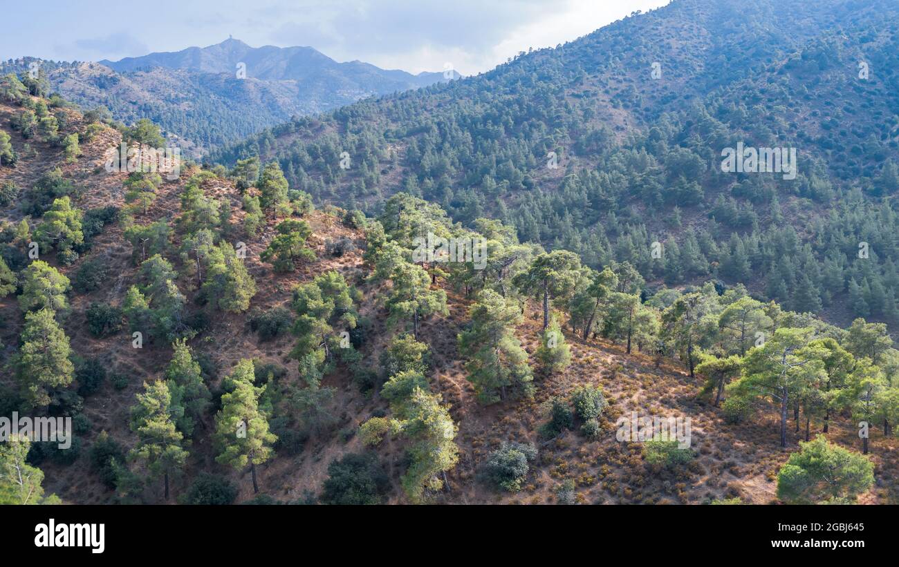 Troodos mountain range in Cyprus covered with pine forest, with Machairas (Kionia) peak at a distance Stock Photo