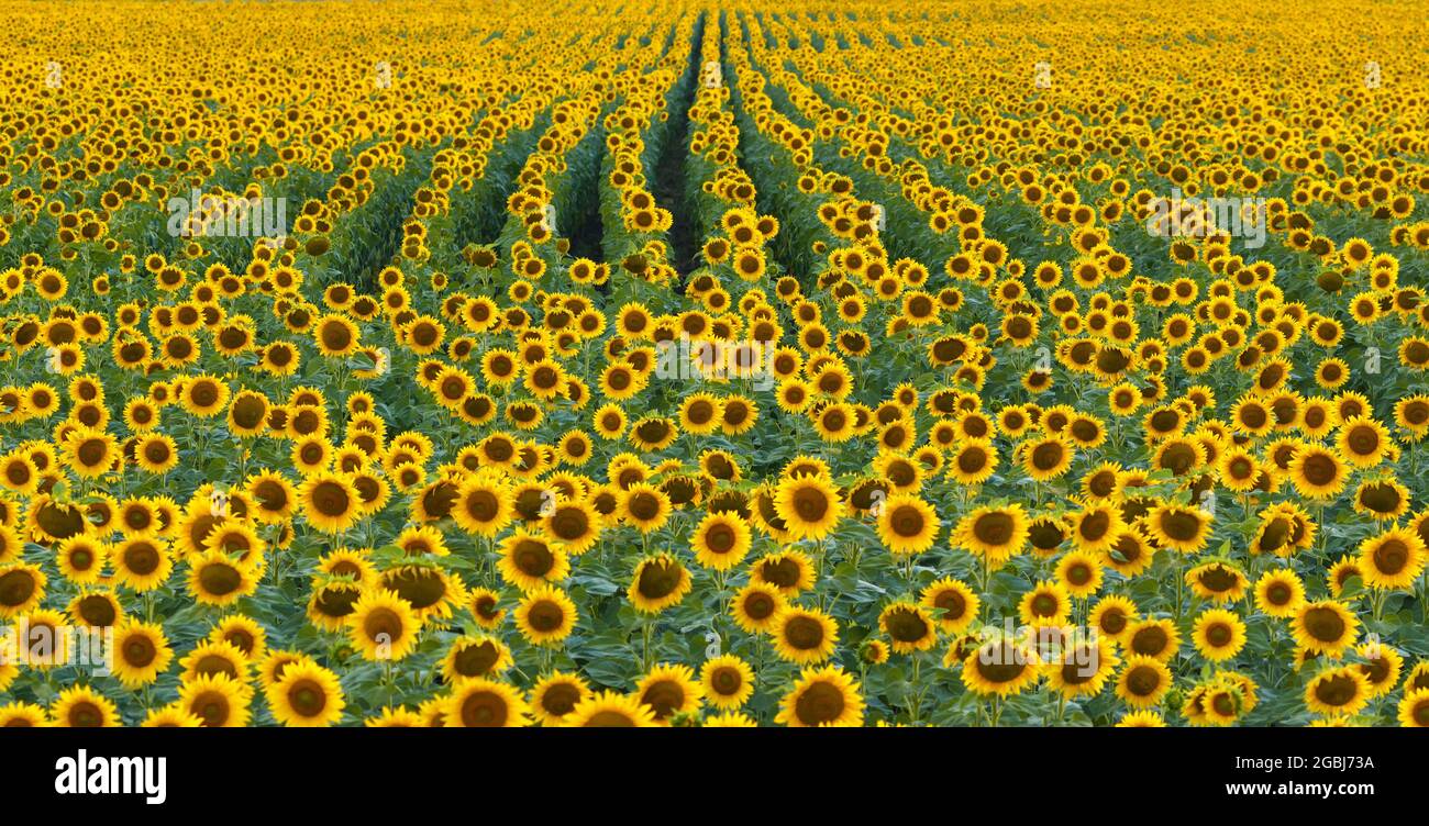 Panorama Of Beautiful Yellow Sunflowers Growing And Bloom On Farm Field ...