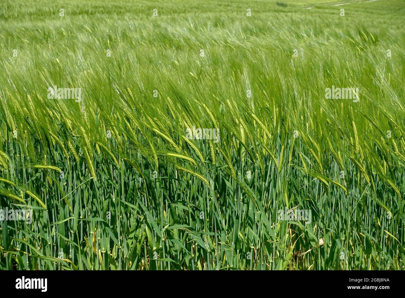 botany, barley field, Hordeum vulgare, FOR GREETING/POSTCARD-USE IN GERM.SPEAK.C CERTAIN RESTRICTIONS MAY APPLY Stock Photo