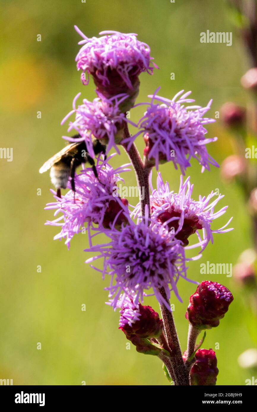 Gayfeather Liatris aspera Rough blazing star Liatris spike and bumble bee on flower Stock Photo