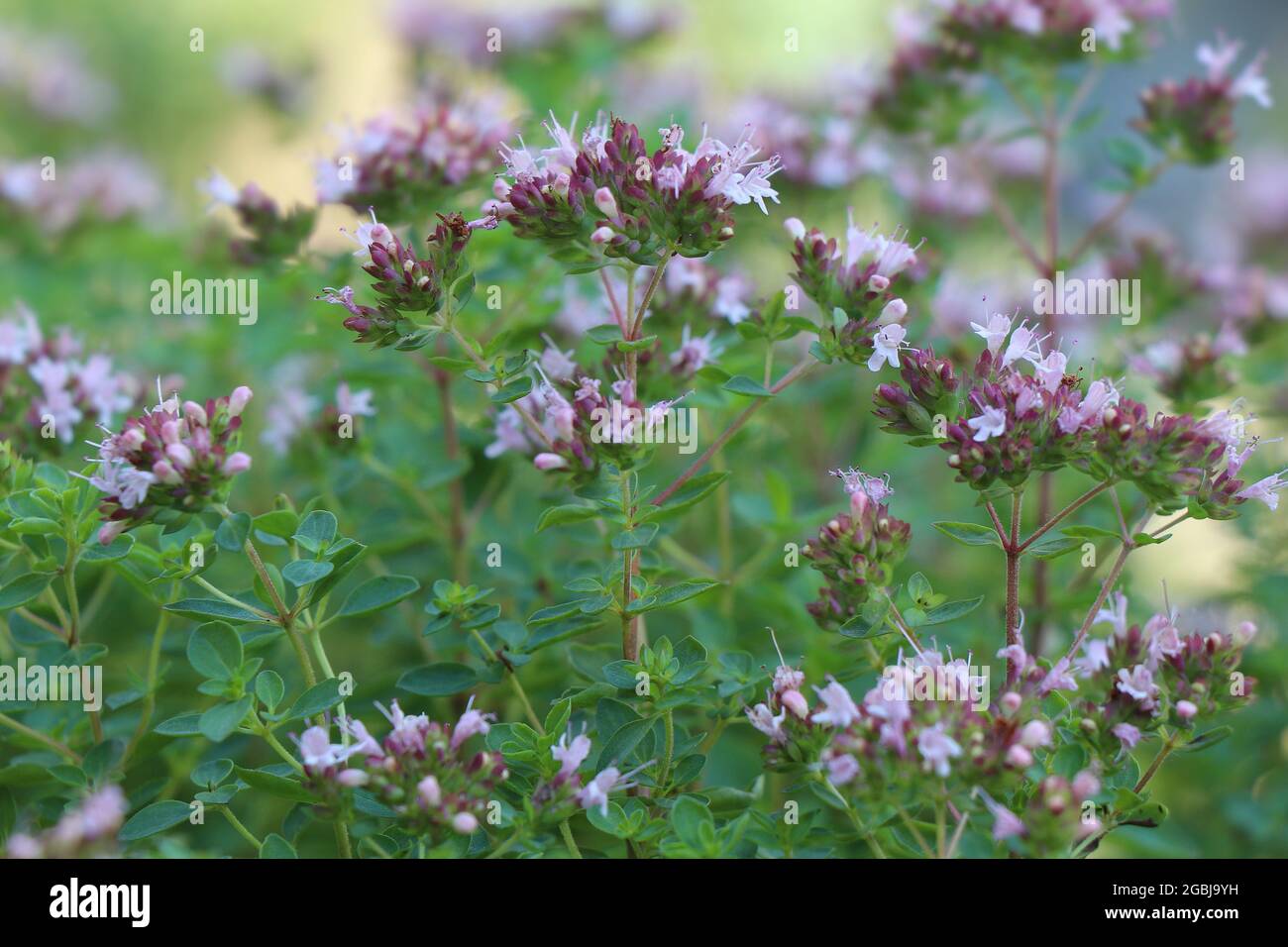 Blooming of Herbs Origanum majorana. Stock Photo