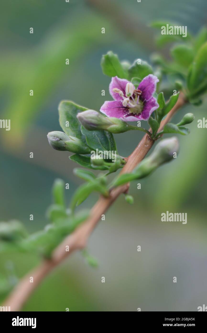 Blooming of Goji berry Chinese wolfberry with green background Stock Photo